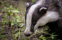 Indrukwekkend portret van een Europese Das (meles meles)