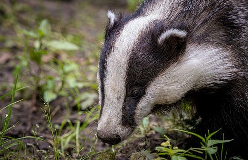 Indrukwekkend portret van een Europese Das (meles meles)