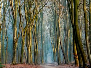 Licht und Bäume von Lars van de Goor