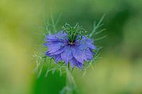 Blue & Green