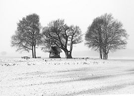 Kroezeboom Fleringen