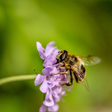 la diligence des abeilles sur andreas dauer