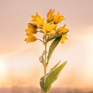 Tautropfen auf gelben Blüten von Dafne Vos