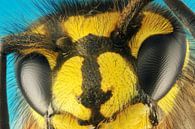 Wasp - Vespula vulgaris by Rob Smit thumbnail
