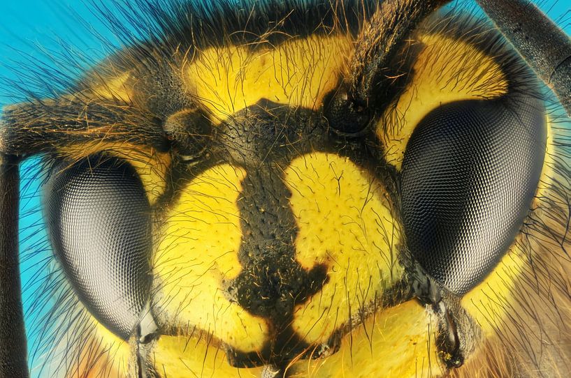 Wasp - Vespula vulgaris by Rob Smit