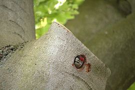 Bird in tree by Sanja Milojevic