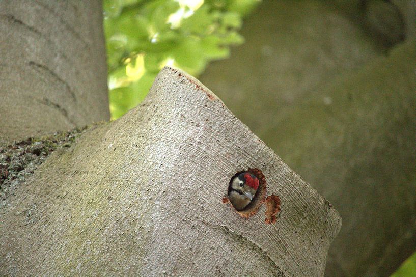 Oiseau dans l'arbre par Sanja Milojevic