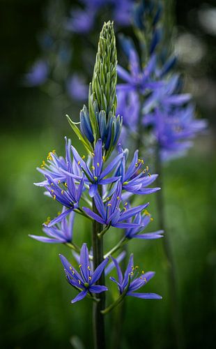 Bloemenbos lente: Camassia leichtlinii Blauwe Donau