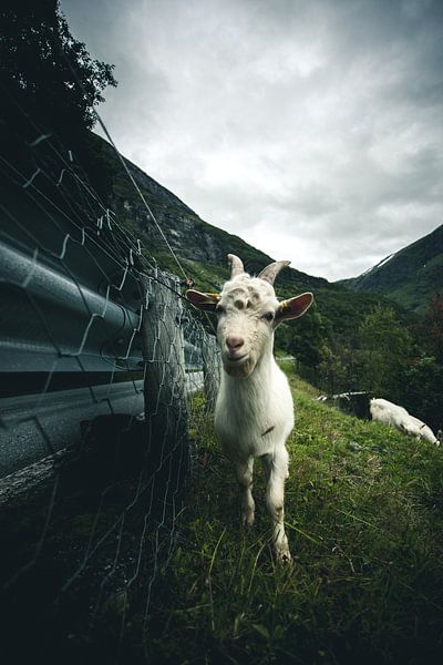 Norwegian goat by Jip van Bodegom
