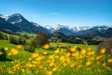 Frühlingshafter Blick über die Blumenwiese auf die Allgäuer Alpen von Leo Schindzielorz