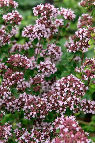 Origanum majorana - Marjoram by Richard Wareham