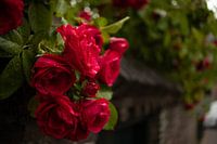 Rozen in de regen