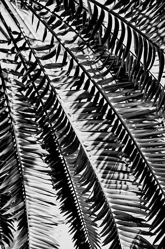Schwarz-weiße palmähnliche Blätter mit Licht- und Schattenspiel von eric van der eijk