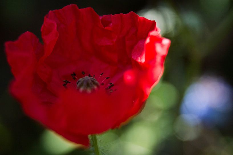 klaproos van Eugene Lentjes