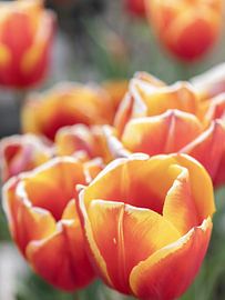 Tulips by van der Sterre fotografie