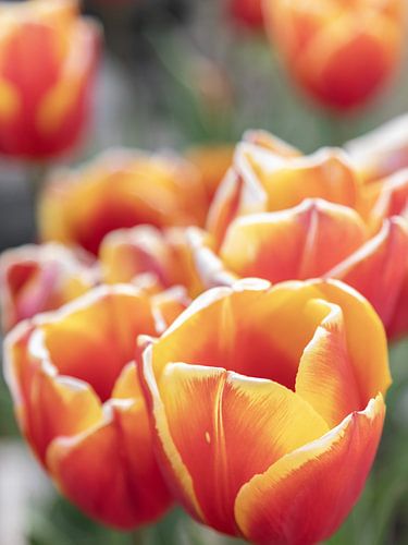 Tulpen