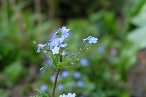 kleine blauwe bloemetjes