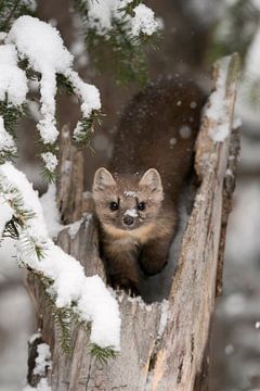 Marder / Baummarder / Fichtenmarder ( Martes americana ) im Winter , direkter Blickkontakt, wildlife von wunderbare Erde