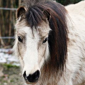 Pony Stute  van Christina Sudbrock