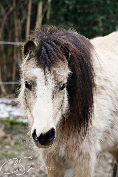 Pony Stute  par Christina Sudbrock
