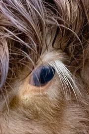 Scottish Highlanders calf eye and eyelash by Truckpowerr