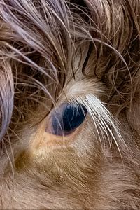 Scottish Highlanders Kalb Auge und Wimper