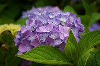 Gartenhortensien (Hydrangea macrophylla) von Alexander Ludwig Miniaturansicht