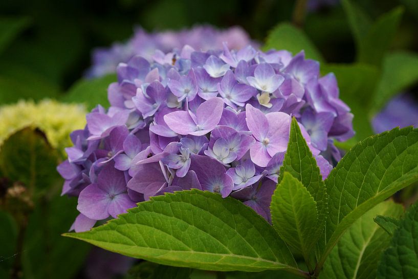 Garden hydrangea (Hydrangea macrophylla) by Alexander Ludwig