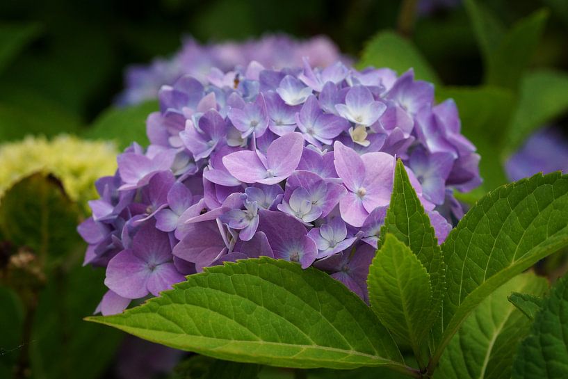 Tuinhortensia (Hydrangea macrophylla) van Alexander Ludwig