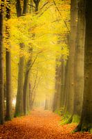 Herbst-Allee