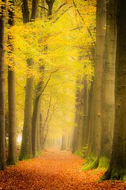 Autumn Avenue by Marc Houter