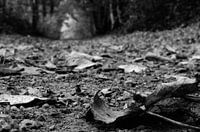 Blätter auf dem Boden im Herbst