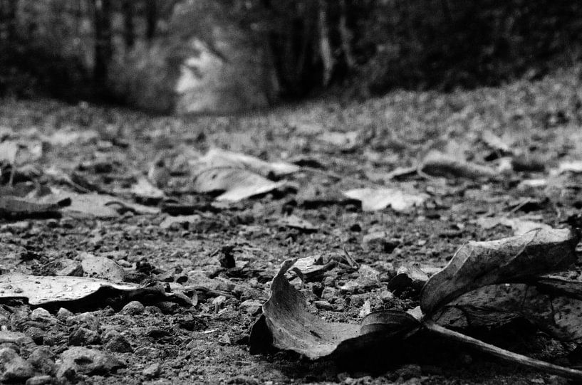 Leaves on the ground in autumn by Eline Willekens