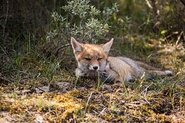 Jonge vos von Teus Reijmerink