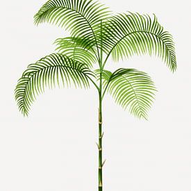 Botanische Illustration Palme | Chamaedorea Graminifolia von Peter Balan