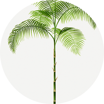 Palmplant | Chamaedorea Graminifolia van Peter Balan