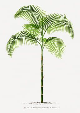 Palm plant | Chamaedorea Graminifolia by Peter Balan