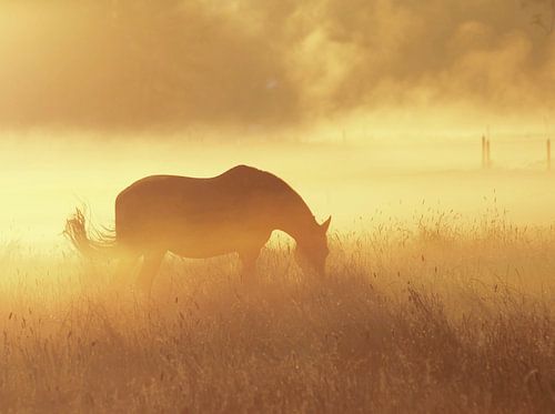 dream horse van Annemieke van der Wiel
