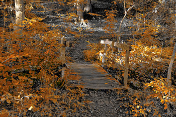 Bridge in the orange forest