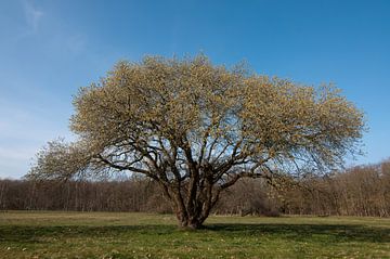 Bloeiende boom van Anita van Hengel