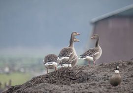 Gänse im Polder von natascha verbij