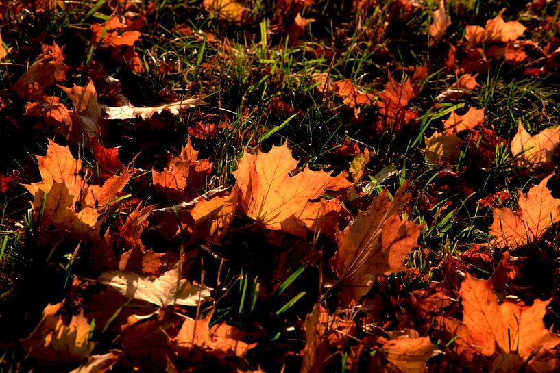 Ahorn von Thomas Jäger