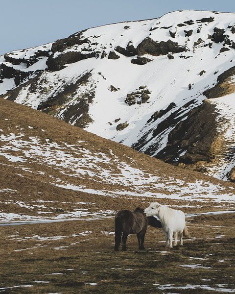 Ijslandse Paarden (Ijslander) in de groene wij met sneeuw en bergen op de achtergrond (Ijsland) van Michiel Dros