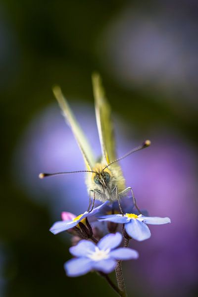 Veined white on forget-me-not by Mark Scheper