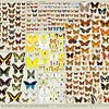 Moths and Butterflies of The United States by Steven Kingsbury