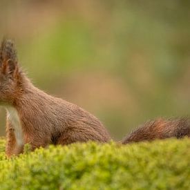 Squirrel in the forest by Tanja van Beuningen