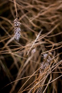 Bevroren gras | Graspalm in ijs | Natuurfoto van Linda Bouritius