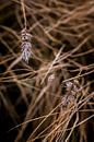 Gefrorenes Gras | Graspalme im Eis | Naturfoto von Linda Bouritius Miniaturansicht