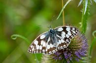 Melanargia galathea, Geruite eetbare vlinder van Animaflora PicsStock thumbnail