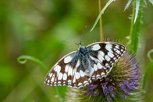 Melanargia galathea,Schachbrett Edelfalter Schmetterling